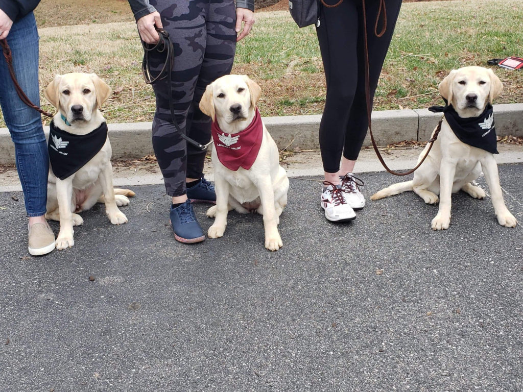 Limited Edition LOV K9 Bandana Leashes Of Valor