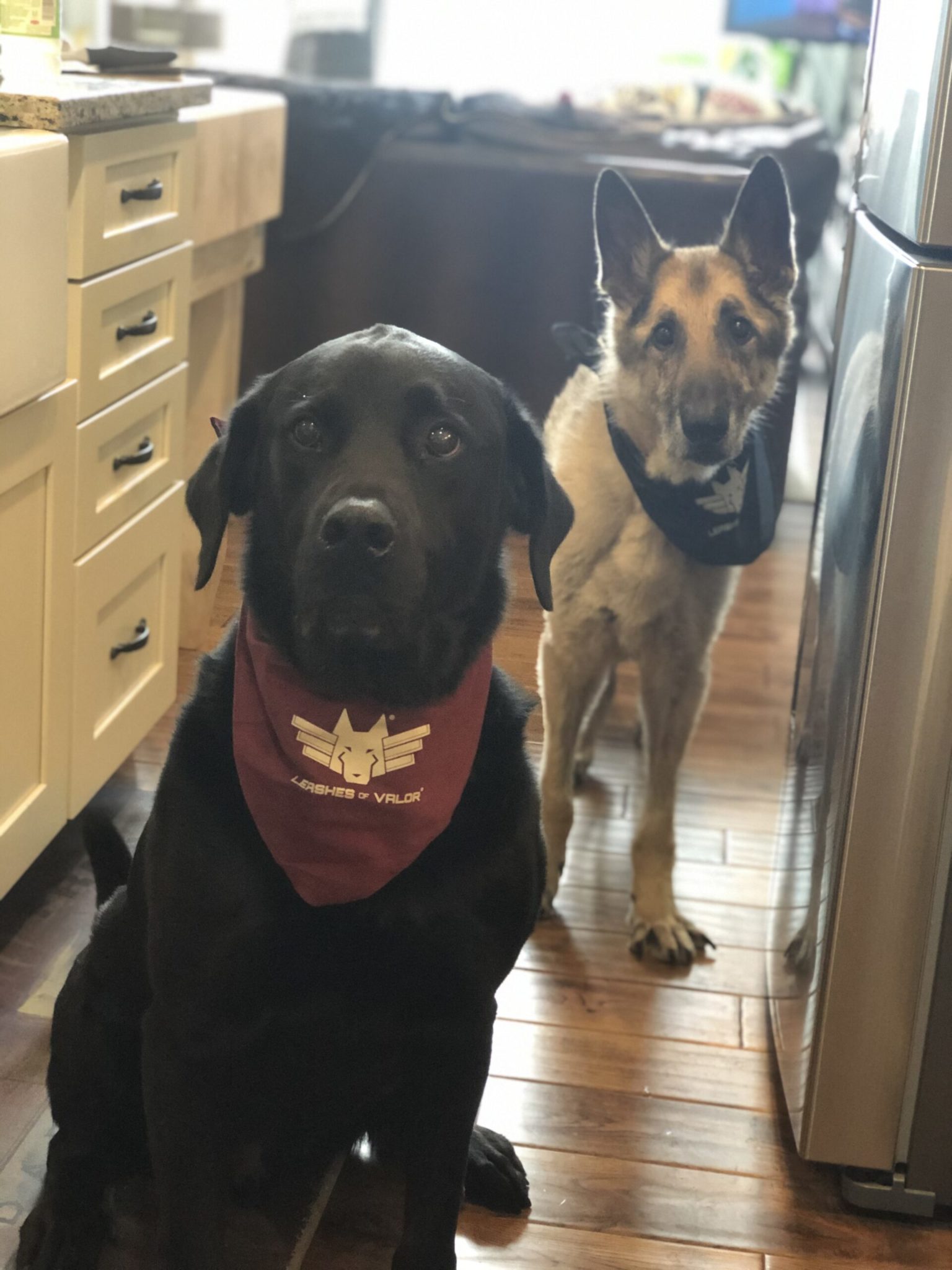 Limited Edition LOV K9 Bandana Leashes Of Valor