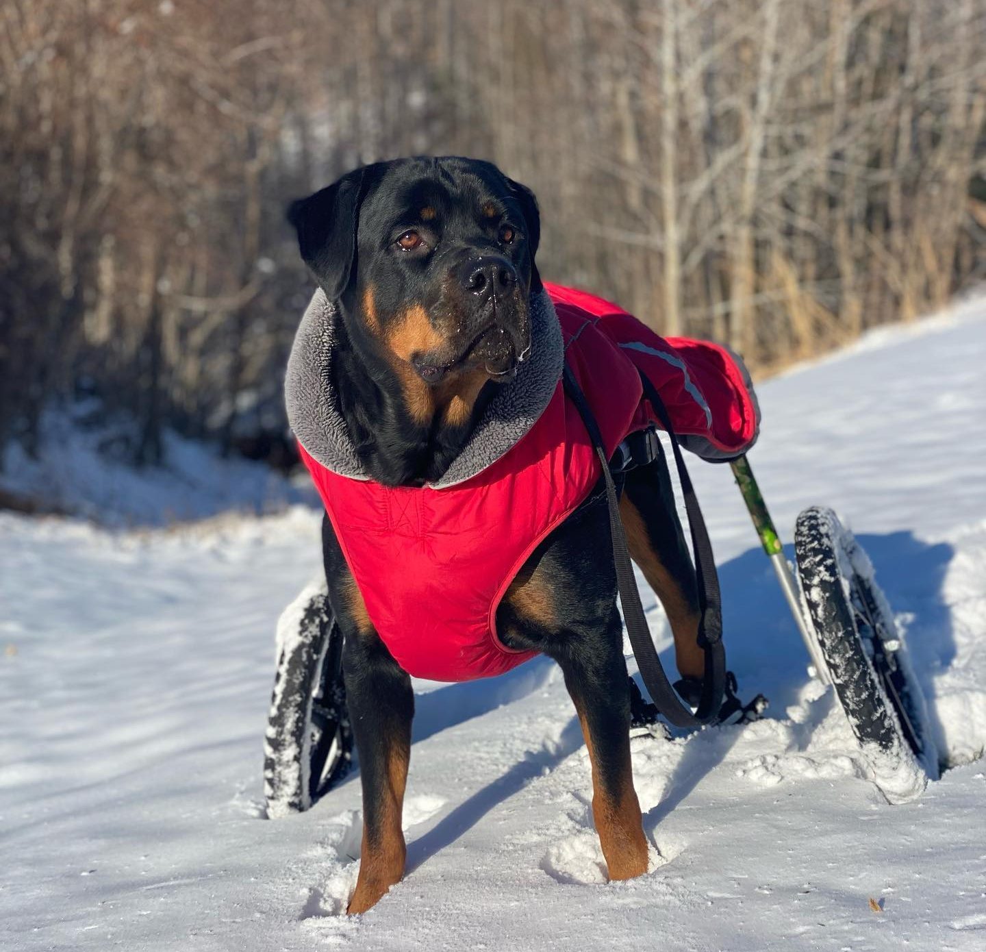 Rollin with Miles "Walk and Roll" for Leashes of Valor Leashes Of Valor