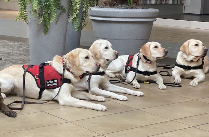 Leashes of Valor welcomes first all-female class of veterans