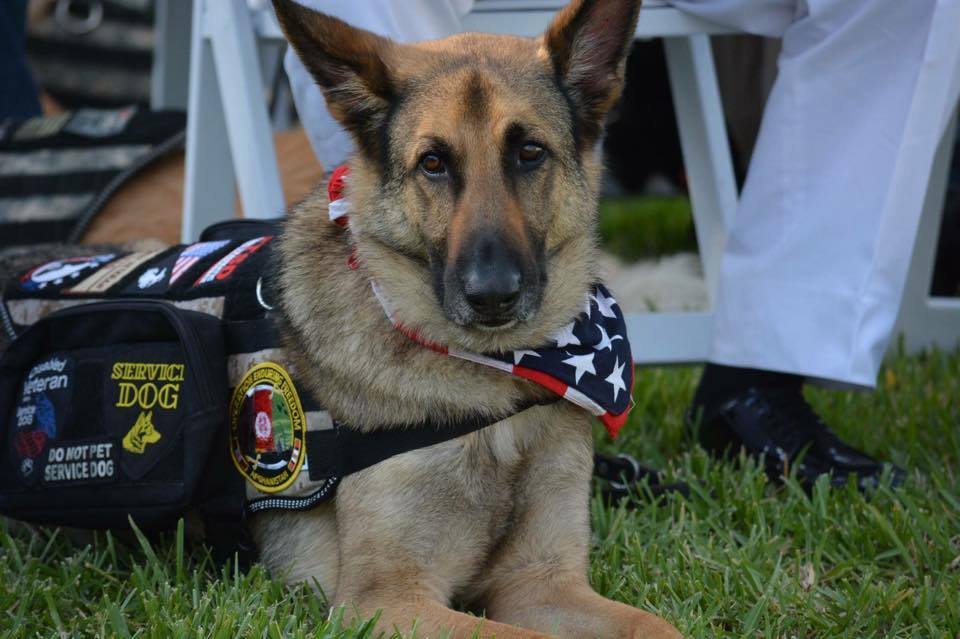 K9 Axel, inspiration behind service dog nonprofit, dies at 13