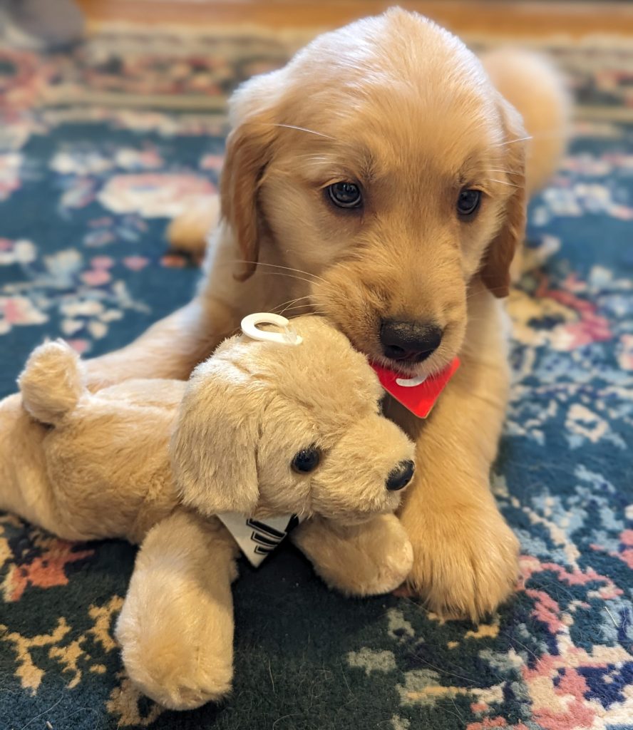 Golden retriever stuffed toy Leashes Of Valor