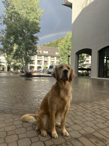 Maverick in Colorado in 2024 after a rainstorm.